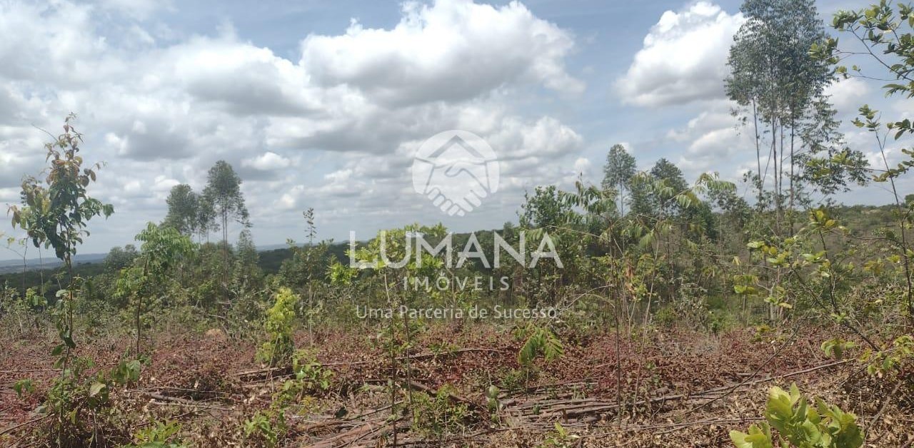 Fazenda Produção Eucalíptos